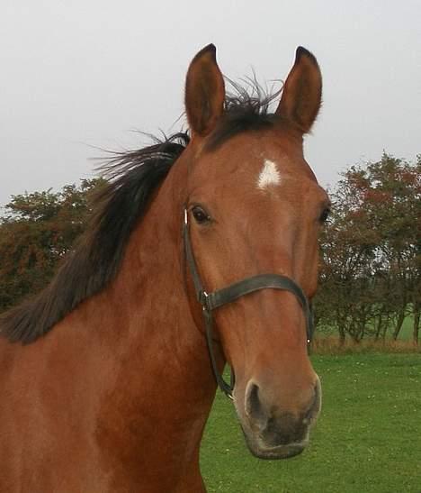 Dansk Varmblod Mon Ami DØD billede 18