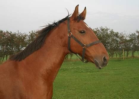 Dansk Varmblod Mon Ami DØD billede 19