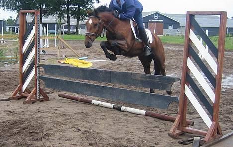 Irsk Sportspony Irish pleasure (Aflivet) - Træning billede 14