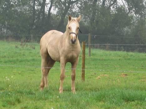 Connemara Bechs Niall  billede 5