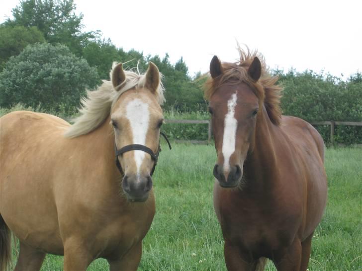 Connemara Bechs Niall  billede 6