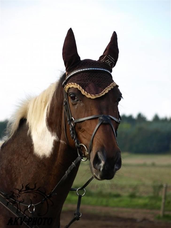 Pinto My Promise - 14# Har fået lov til at bruge billedet! billede 14