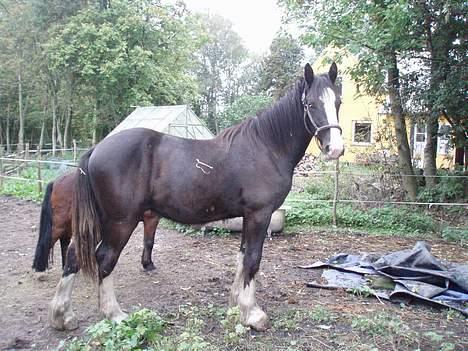 Shire Egon   *SOLGT*  billede 7