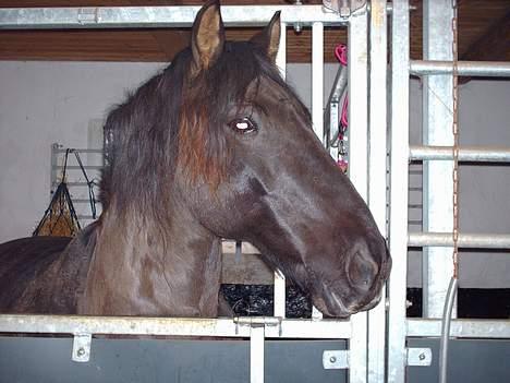 Anden særlig race Lukas - lukas´ smukke hoved billede 3