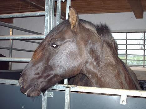 Anden særlig race Lukas - lukas´ hoved igen billede 4