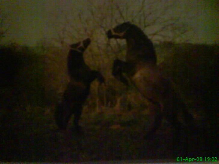 Anden særlig race Lukas - Dodi og lukas. det er et meget gammelt billed. det er fra da mig og nanna havde ham´<3 billede 5