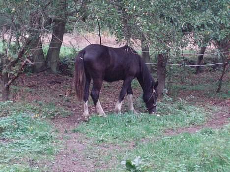 Shire Egon   *SOLGT*  billede 10