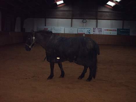 Anden særlig race Lukas - lukas er nede i ridehallen billede 6