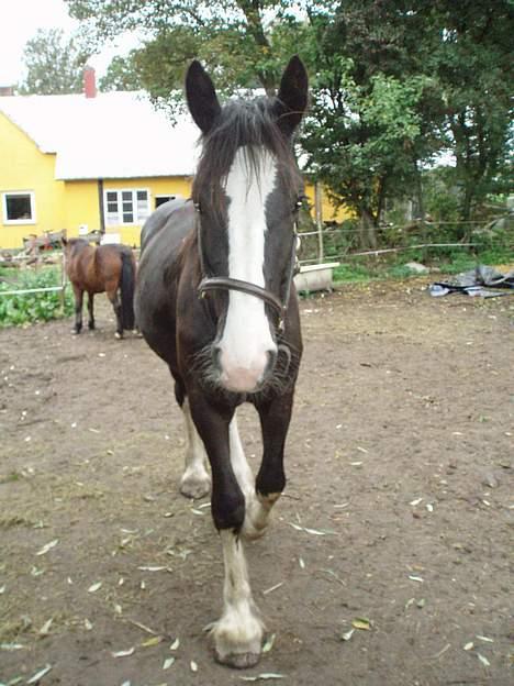 Shire Egon   *SOLGT*  billede 11