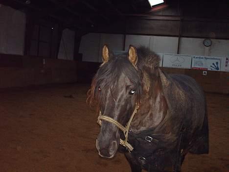 Anden særlig race Lukas - hans hoved.. han er nede i ridehallen.. billede 7