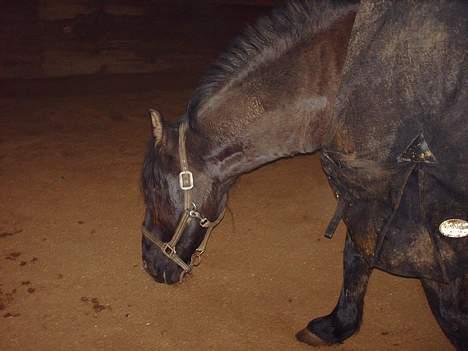 Anden særlig race Lukas - snuse snuse.. hihi billede 8