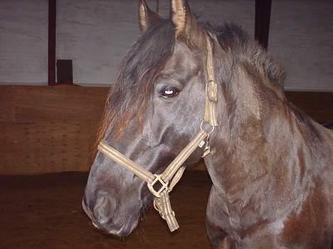 Anden særlig race Lukas - hans store hoved.. hihi.. det er et sødt hoved.. billede 9