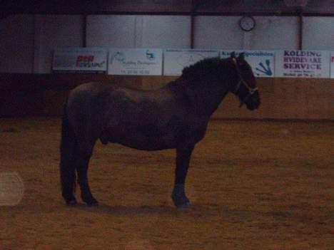 Anden særlig race Lukas - lidt mørkt.. man det er lukas.. billede 10