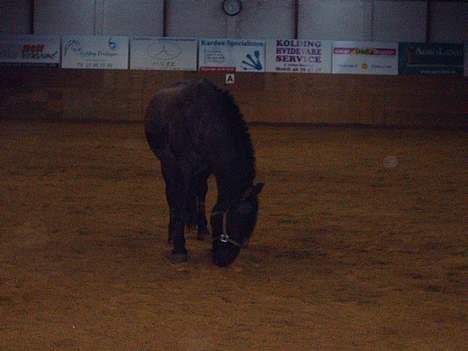 Anden særlig race Lukas - han vil vist rulle lidt.. billede 11