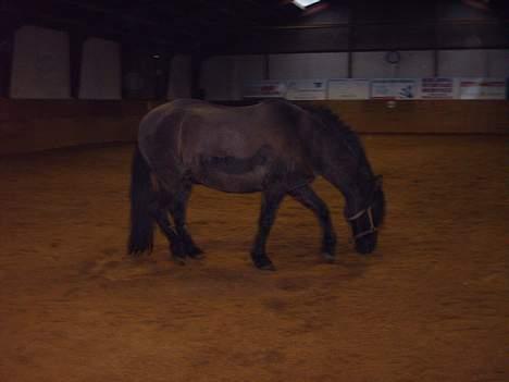 Anden særlig race Lukas - nu er han ved og ligge sig ned.. ;-) billede 12