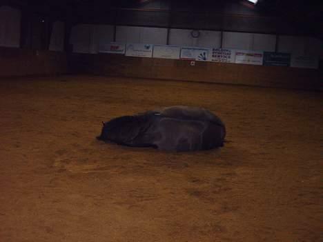 Anden særlig race Lukas - sååh rulle man sig lidt.. ;-) billede 13