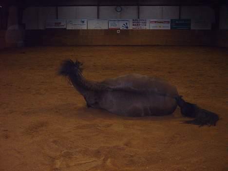 Anden særlig race Lukas - rulle rulle.. hihi billede 14