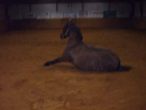 Anden særlig race Lukas - han er da sååh sød..  billede 15