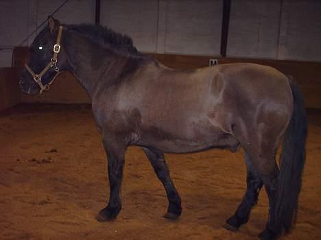 Anden særlig race Lukas - det hele af lille Lukas. billede 16