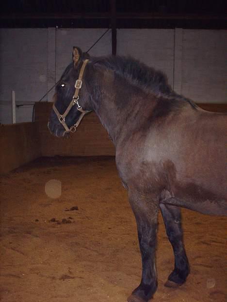 Anden særlig race Lukas - Lukas´ smukkeste hoved.. ;-) billede 17