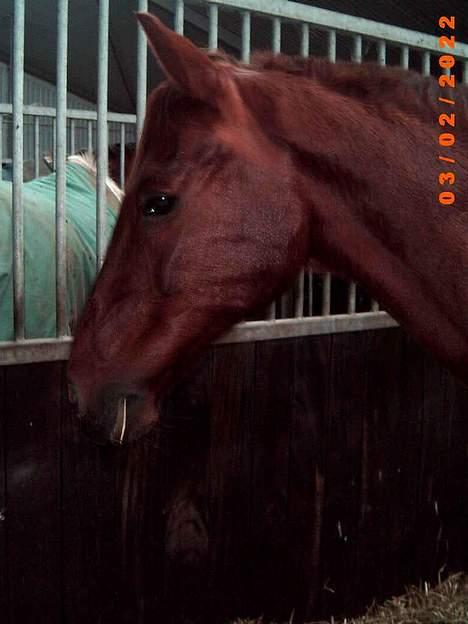 DSP Much ( R.I.P ) - saa smuk billede 12