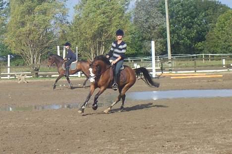 Welsh Pony af Cob-type (sec C) Natasja (solgt) billede 1