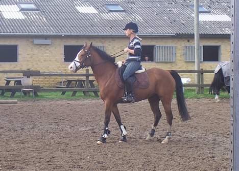 Welsh Pony af Cob-type (sec C) Natasja (solgt) billede 2