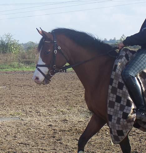 Welsh Pony af Cob-type (sec C) Natasja (solgt) billede 7