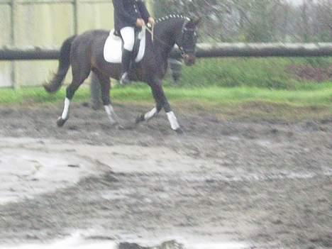 Anden særlig race Candy - stævne :) billede 10