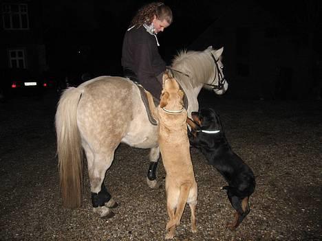 Anden særlig race Hans - Hej Hunde :-) billede 3