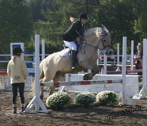 Fjordhest Lasse billede 20