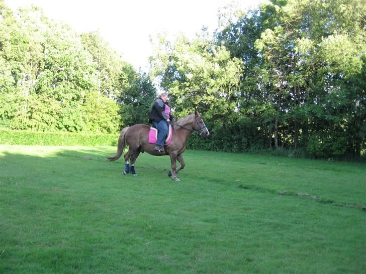 Anden særlig race Stald Regius´ Max R.I.P. billede 3