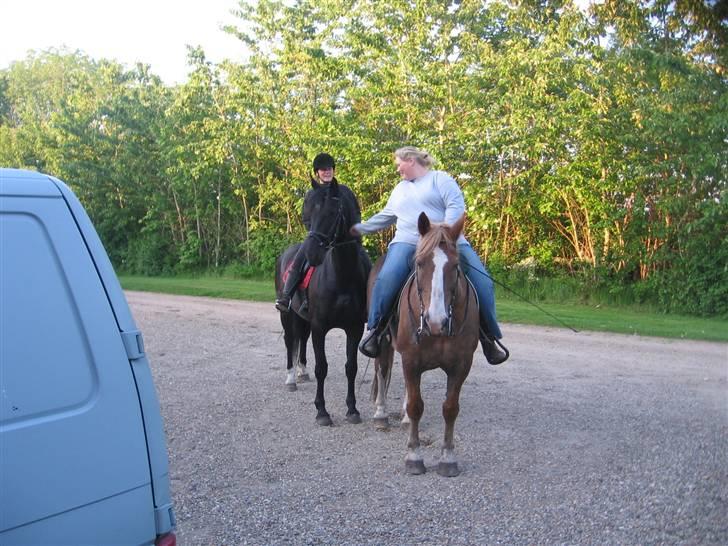 Anden særlig race Stald Regius´ Max R.I.P. billede 4