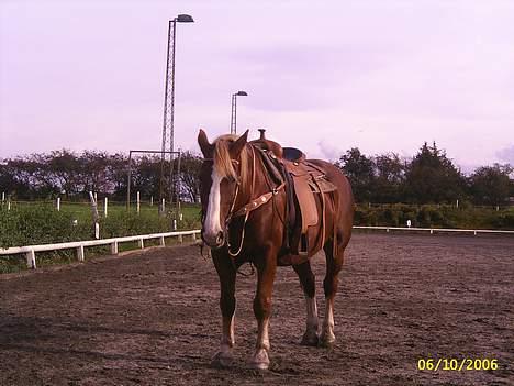 Anden særlig race Stald Regius´ Max R.I.P. billede 6