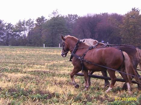Anden særlig race Stald Regius´ Max R.I.P. billede 7