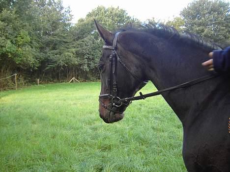 Traver Mitzy - SOLGT ! :'( - Hun var snu :´( billede 11