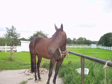 Traver Mitzy - SOLGT ! :'( - Betalte af  :´( -  billede 12