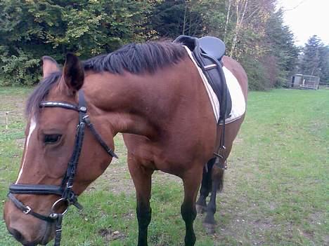 Dansk Varmblod Splinette  - Så er vi færdig med dagens arbejde..... billede 10