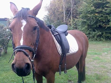 Dansk Varmblod Splinette  billede 11