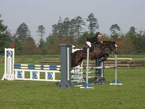 Dansk Varmblod Cornet Byhøj - I en LC i Billund. billede 1