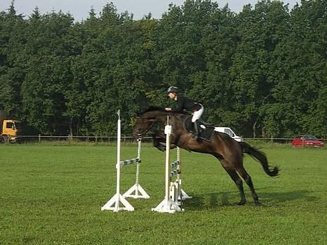 Dansk Varmblod Cornet Byhøj - Sidste spring i LC´en, går temmelig stærkt. :b billede 2