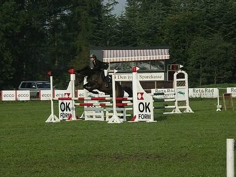 Dansk Varmblod Cornet Byhøj - LB i Billund. ;b billede 3