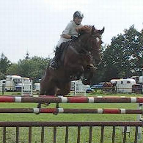 Dansk Varmblod Stagsteds Elaiza - Billund sportsrideklub i en MB. billede 4
