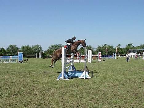 Hollandsk Varmblod Unexpected - DSA 5 års 2006 billede 10