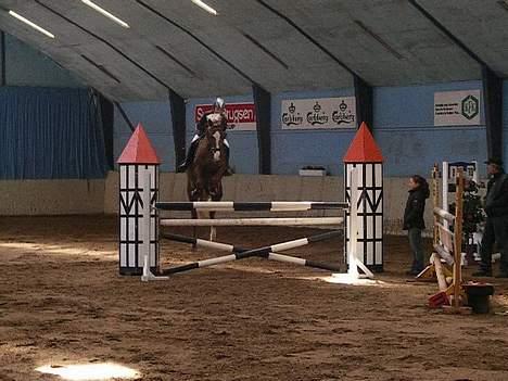 Hollandsk Varmblod Unexpected - LA spring. billede 11