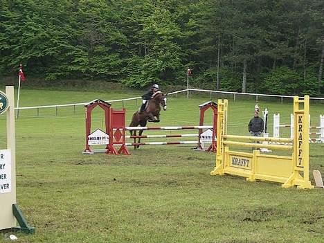 Hollandsk Varmblod Unexpected - LA spring Morsø 2006 billede 13