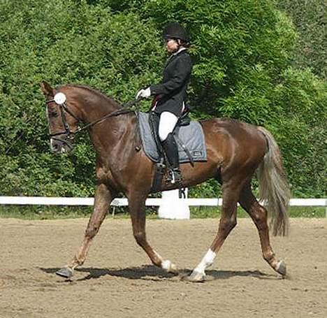 Hollandsk Varmblod Unexpected - LA1 Dressur i Vejle. billede 14