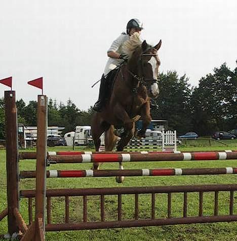 Hollandsk Varmblod Unexpected - LA spring i Billund. billede 15