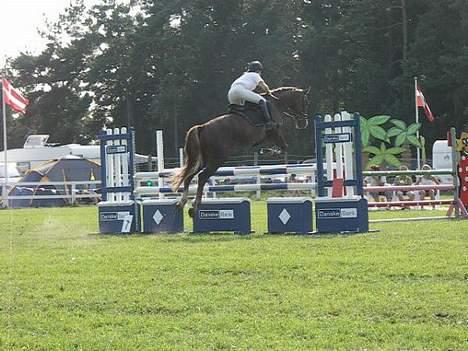 Hollandsk Varmblod Unexpected - LA spring Jysk rideuge 2006 billede 19