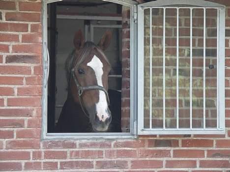 Hollandsk Varmblod Unexpected - Hingsten kigger lige ud af vinduet. (: billede 20